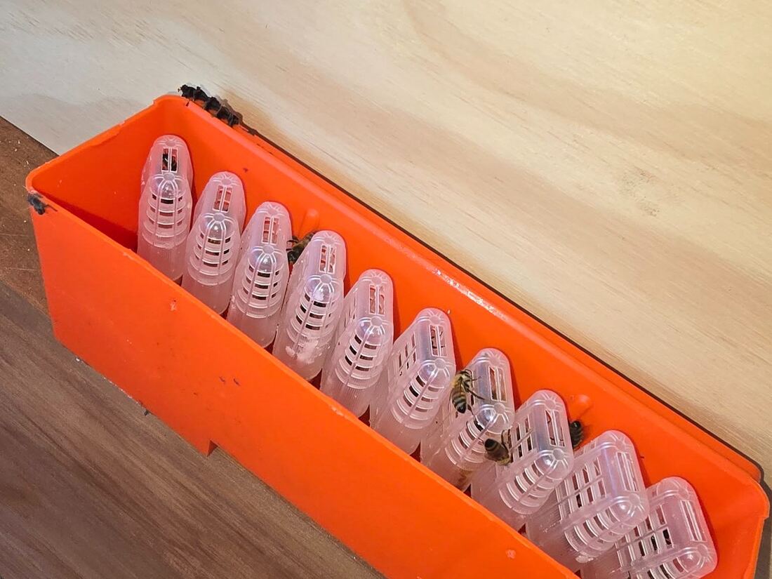 Queen cages lined up in a transport tray