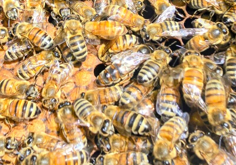 Golden Italian bees covering brood comb