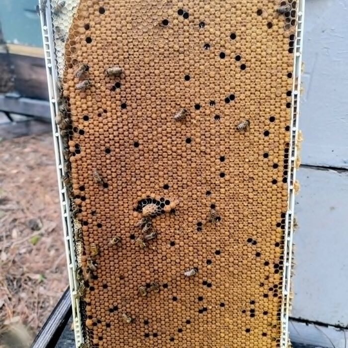A solid capped brood pattern on a deep frame