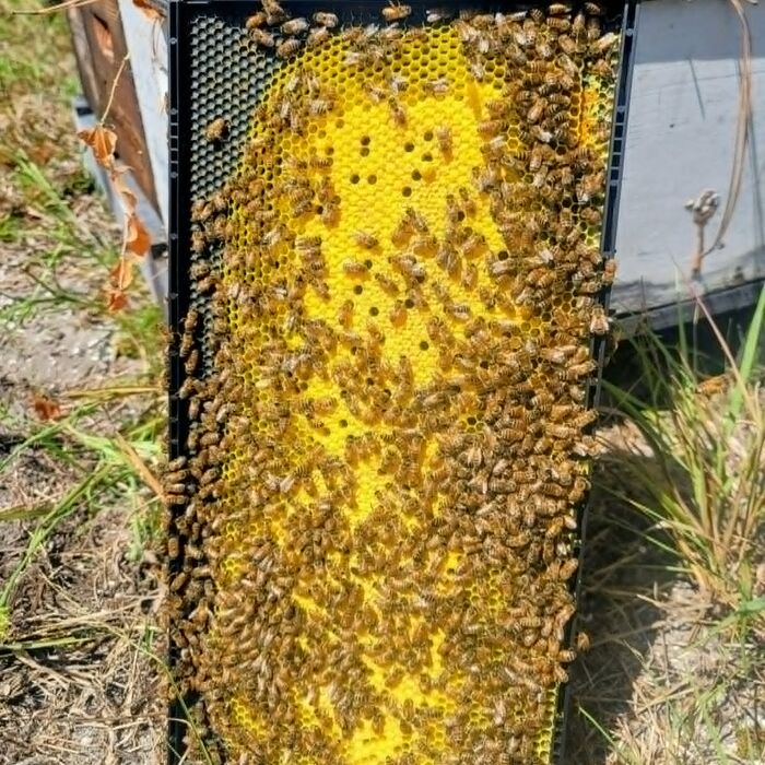 A bright pollen-packed frame in front of the hives
