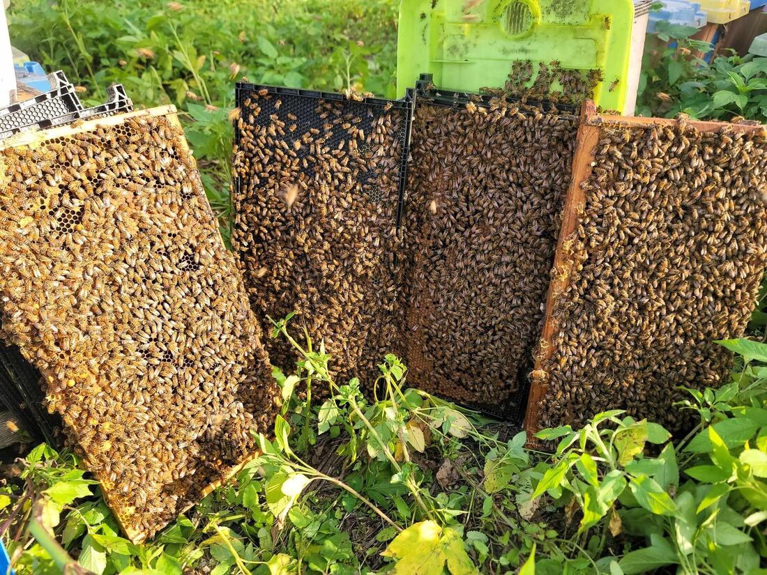 Frames covered in honey bees leaning against hives in the Fisher yards