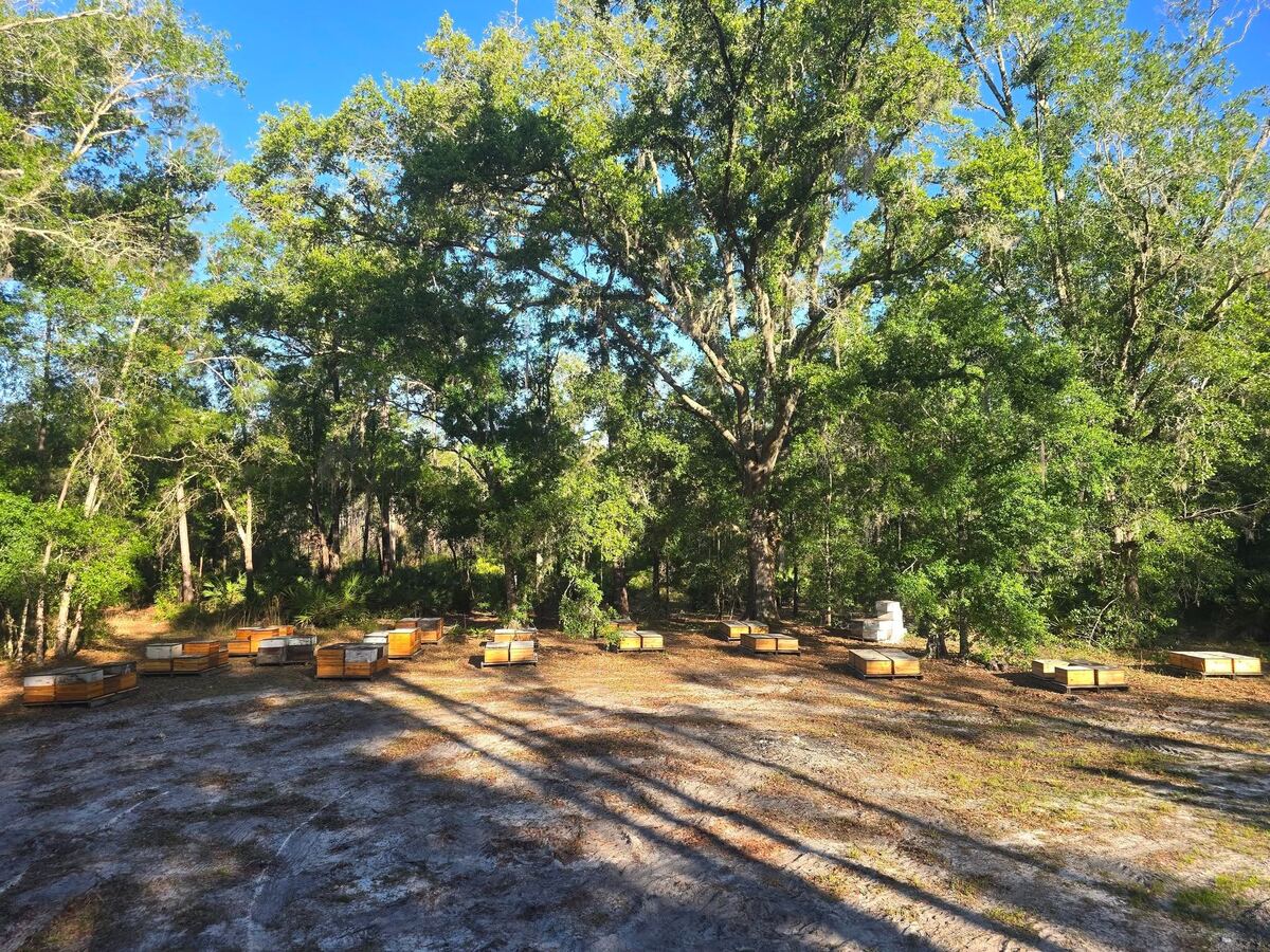 Hives scattered under live oaks in the Fisher home yard