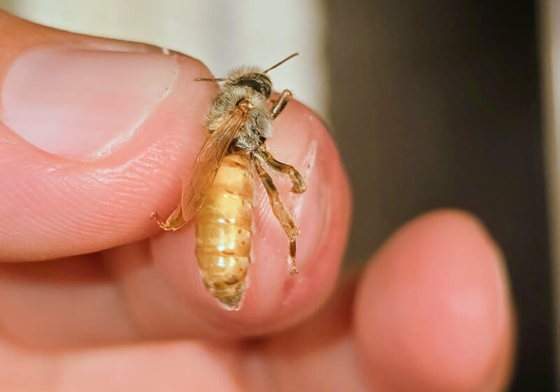 A ripe queen cell held between two fingers