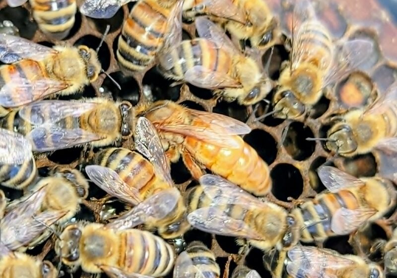 A golden Fisher queen surrounded by her workers on dark comb